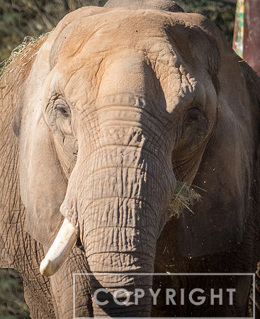 African Elephant 16