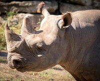 Black Rhinoceros 11