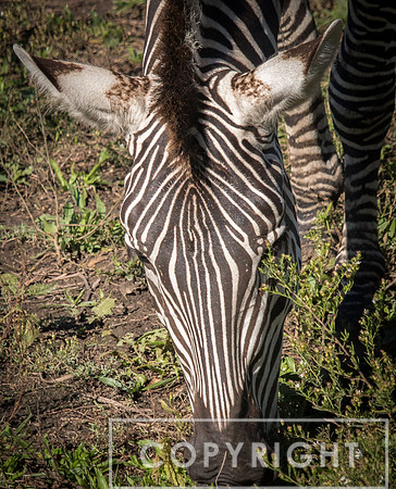 Grant's Zebra 7