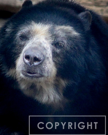 Andean Bear 6