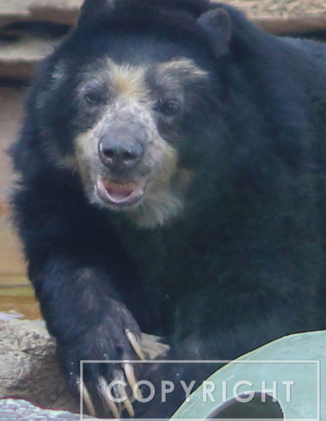 Andean Bear 7