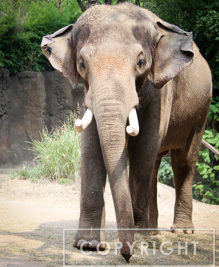 Asian Elephant 2