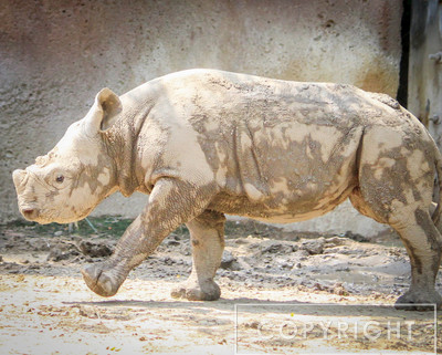 Black Rhinoceros 13