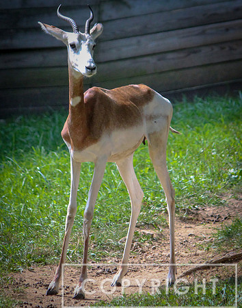 Addra Gazelle 3