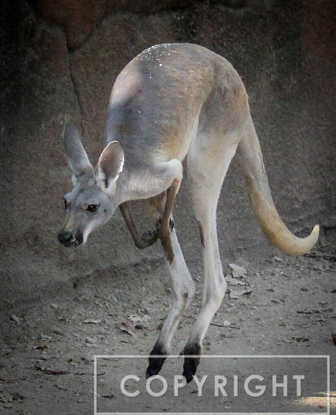 Red Kangaroo 13