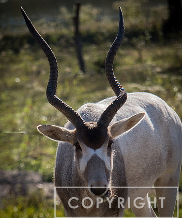 Addax 10