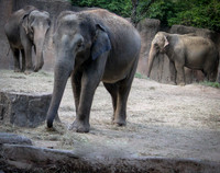 Asian Elephant 7