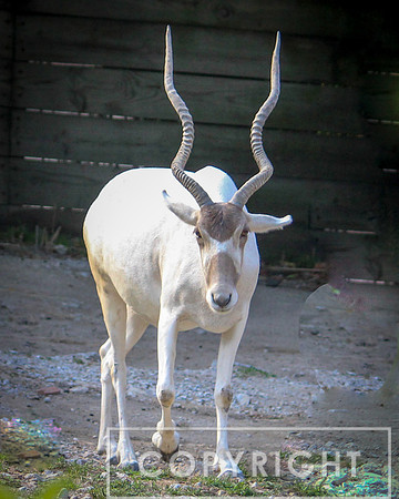 Addax 13
