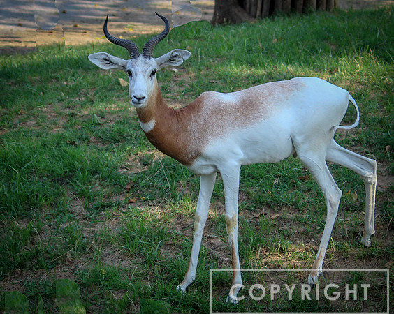 Addra Gazelle 5