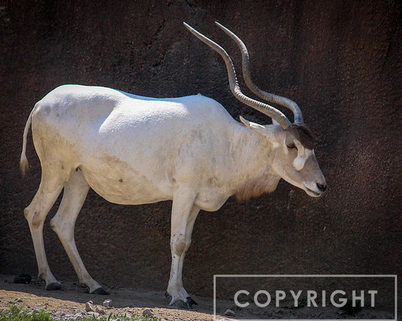 Addax 14