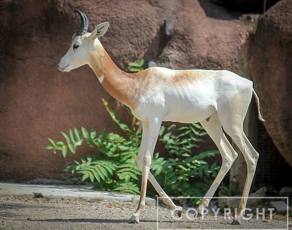 Addra Gazelle 6