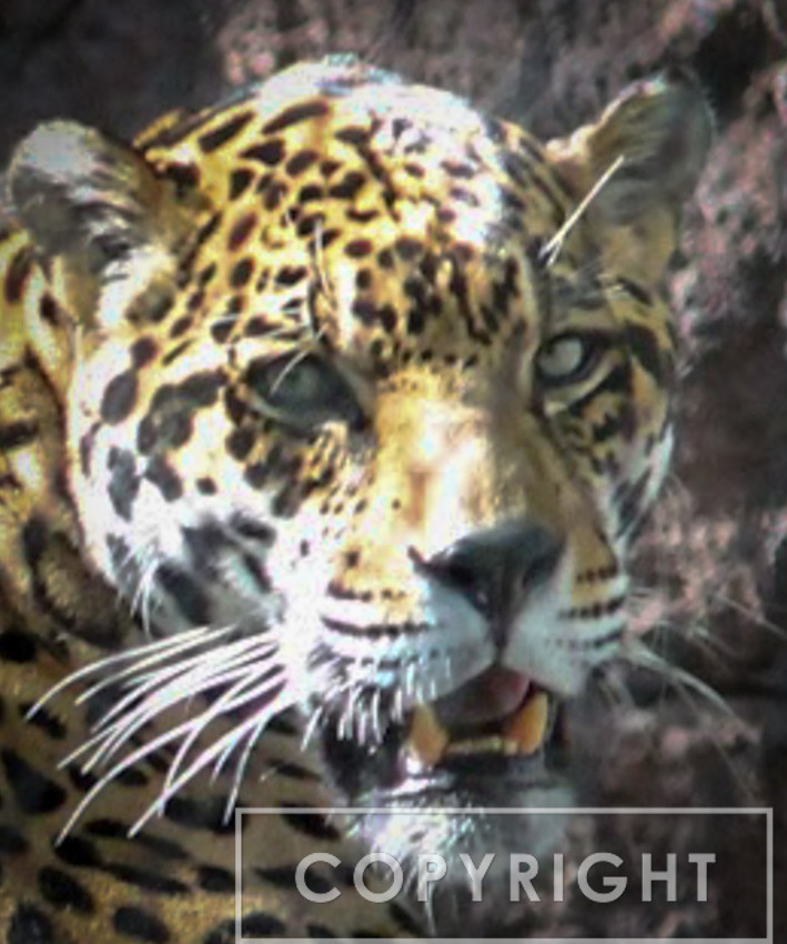 Jaguar 4