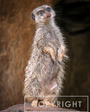 Meerkat 1