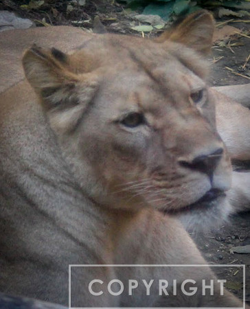 African Lion 29