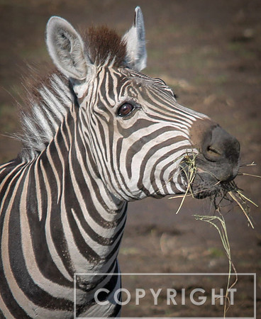 Grant's Zebra 13