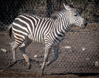 Grant's Zebra 15