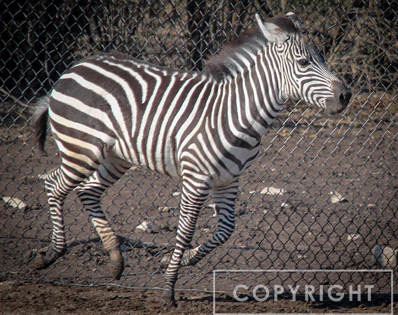 Grant's Zebra 15