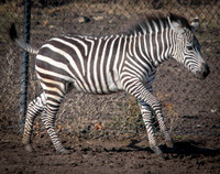 Grant's Zebra 14