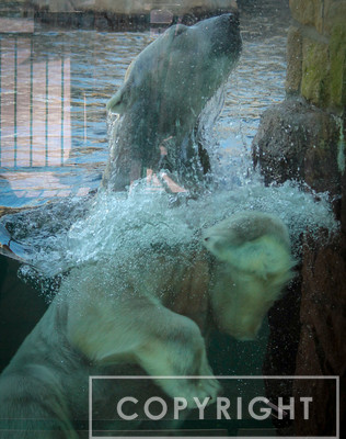 Polar Bear 18