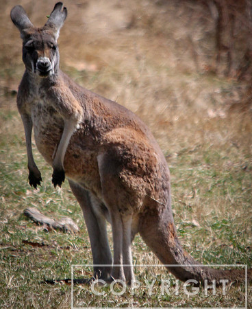 Red Kangaroo 16
