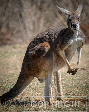 Red Kangaroo 17