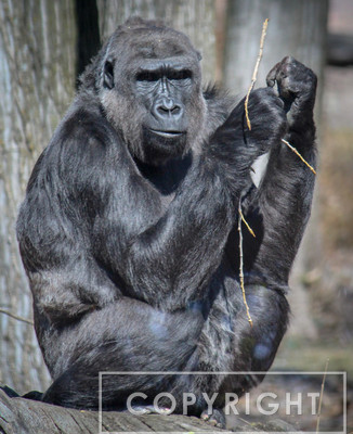 Western Lowland Gorilla 15