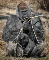 Western Lowland Gorilla 16