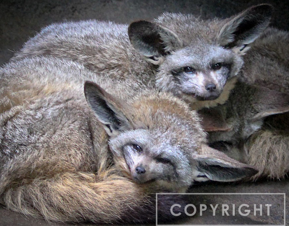 Bat-Eared Fox 5