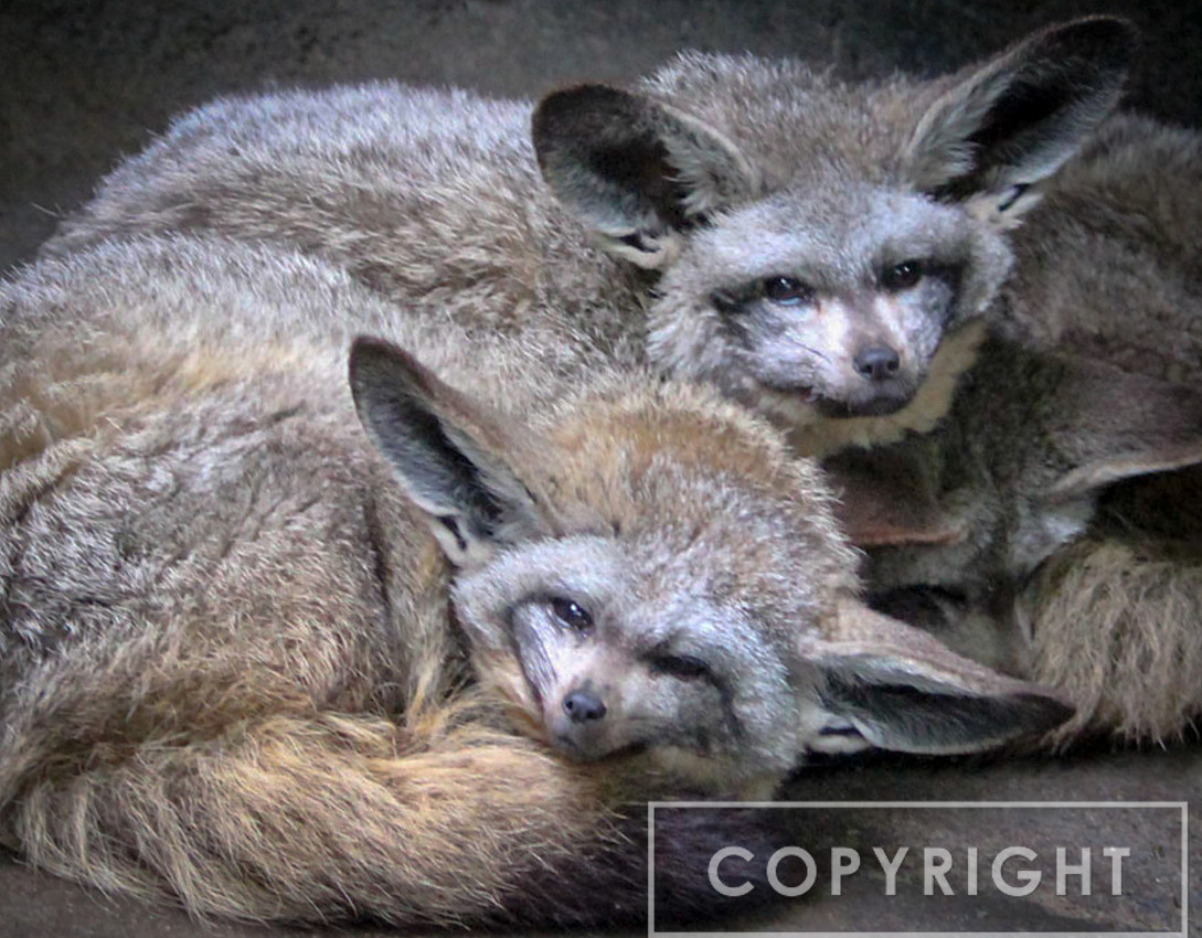 Bat-Eared Fox 5