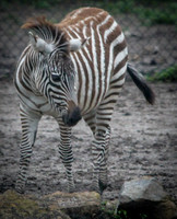 Grant's Zebra 17