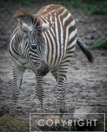 Grant's Zebra 17