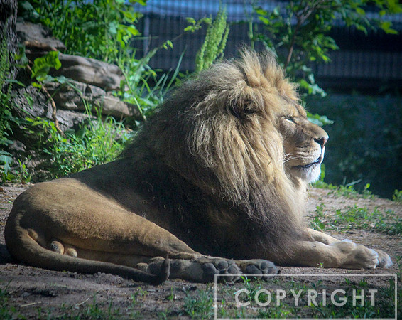 African Lion 31