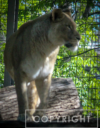 African Lion 32