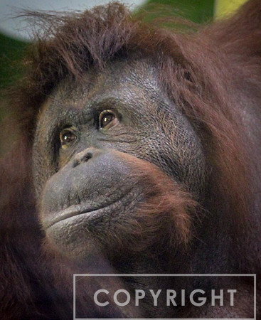 Bornean Orangutan 14
