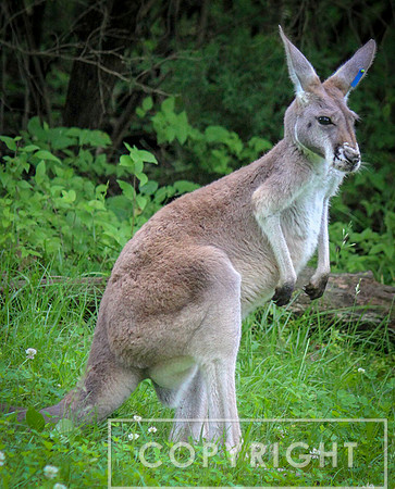 Red Kangaroo 18