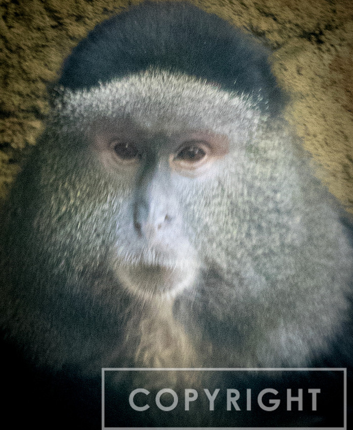 Blue Monkey 2