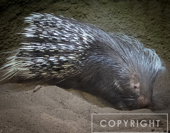 Crested Porcupine 1
