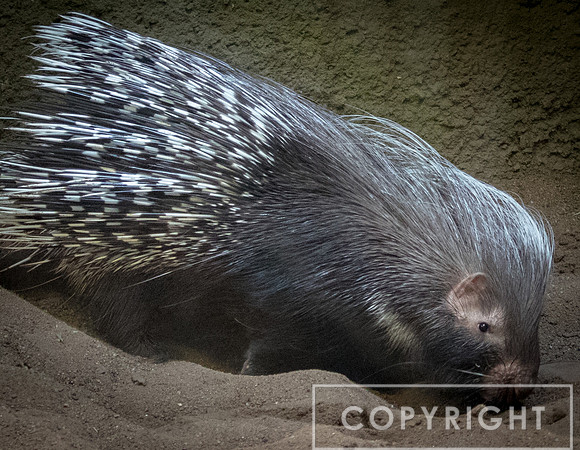 Crested Porcupine 2
