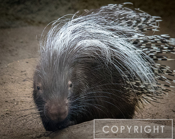 Crested Porcupine 4