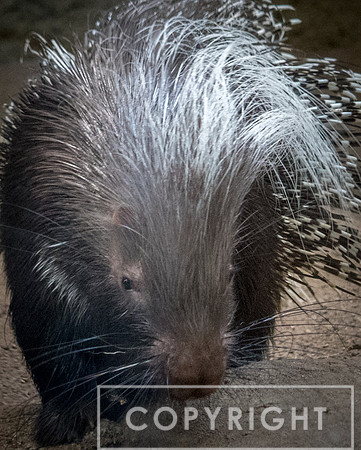 Crested Porcupine 5
