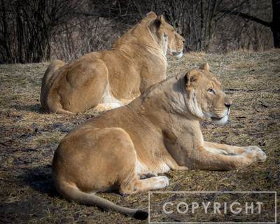 African Lion 33
