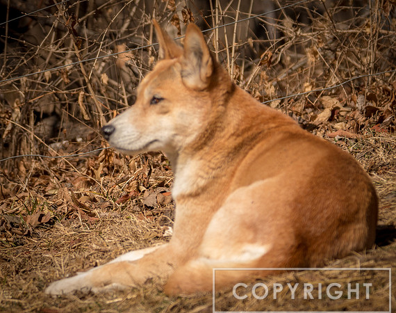 Dingo 5