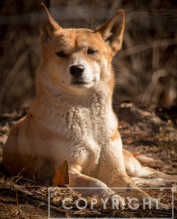 Dingo 6