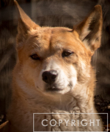 Dingo 8