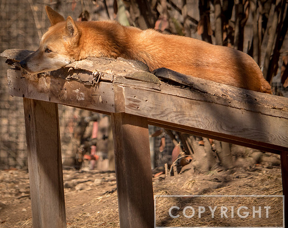 Dingo 9