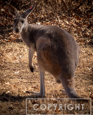 Red Kangaroo 20
