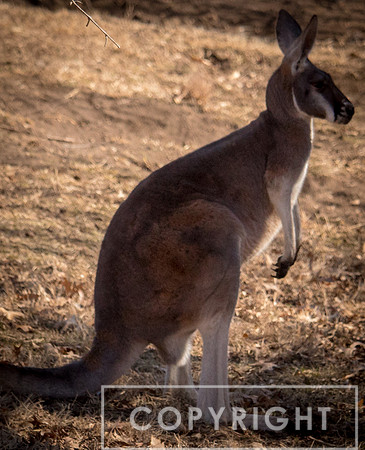 Red Kangaroo 21