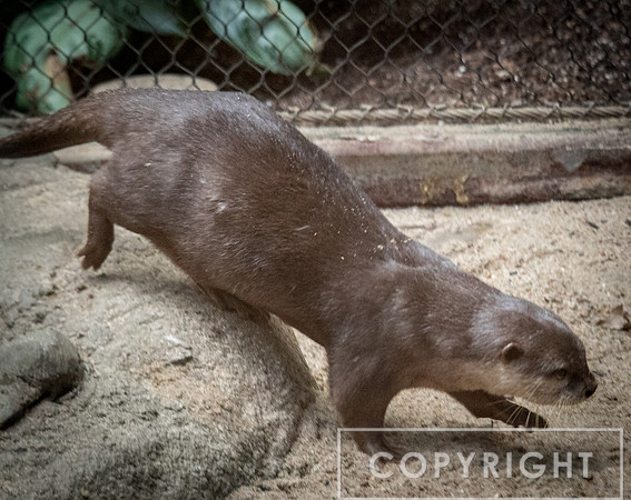 Asian Small-Clawed Otter 3