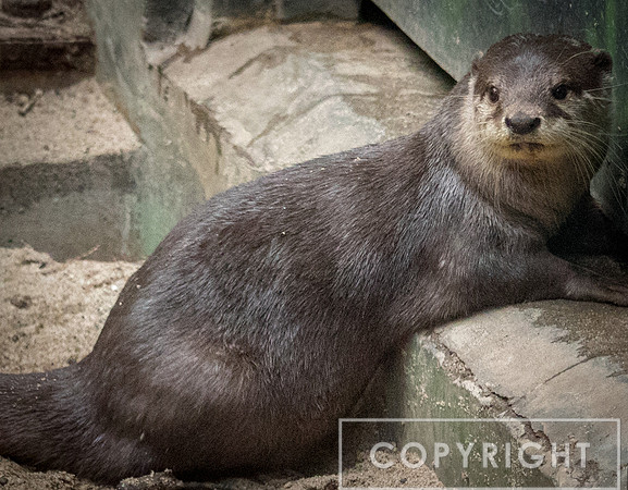 Asian Small-Clawed Otter 5