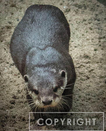 Asian Small-Clawed Otter 7